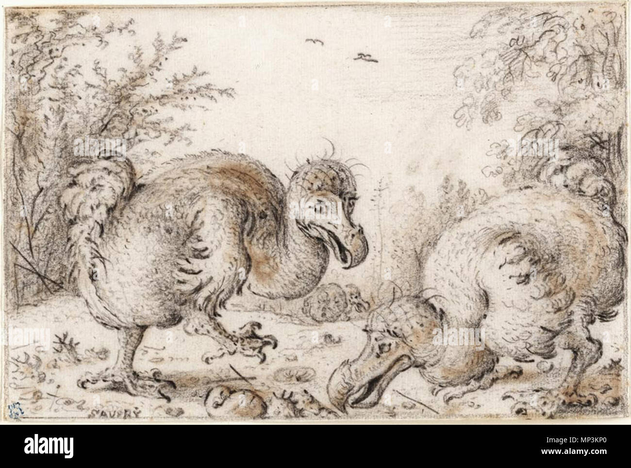 Aux dodos . Croquis de trois dodos, connu comme "le Crocker Art Gallery sketch".[1] . circa 1626 ( ? ?). 1069 Roelandt Savery - 'Dodo' Oiseaux, Chalk, noir et orange sur papier crème Banque D'Images