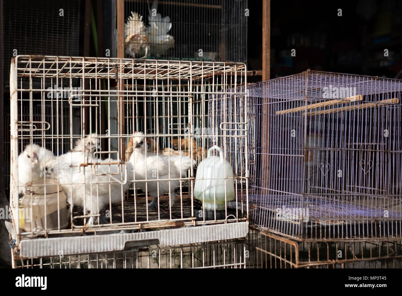 Chikens blanc de race à assis dans la cage. Banque D'Images