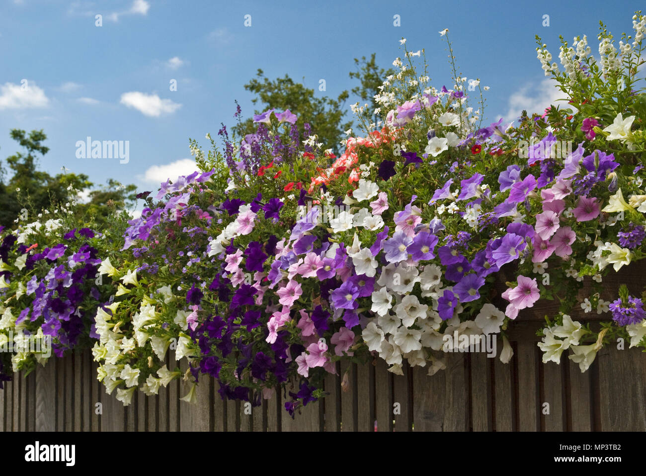 Les pétunias colorés sur une clôture Banque D'Images