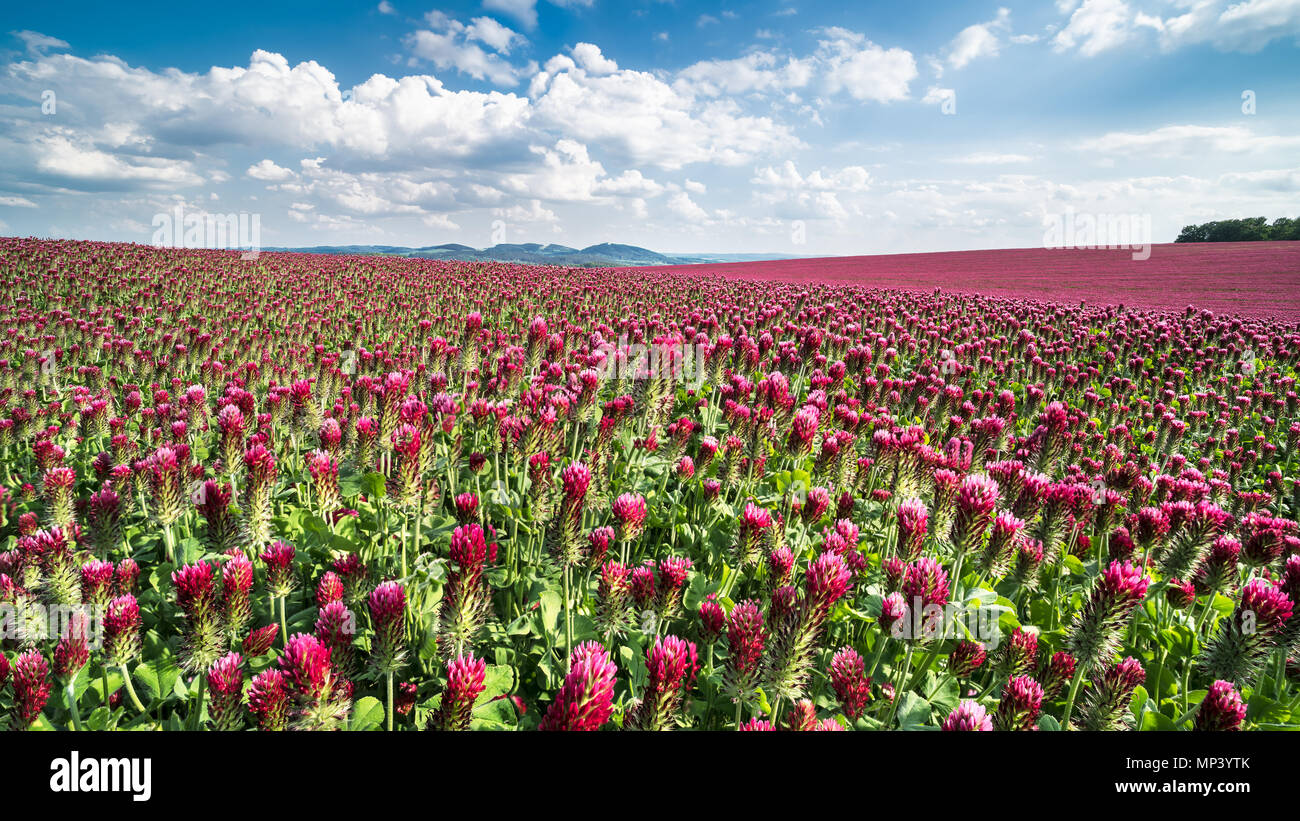 Domaine de la floraison crimson trèfles. Clover italien. Trifolium incarnatum. Beau trèfle rouge. Vue idyllique, des collines et des forêts sur l'horizon. Ciel bleu. Banque D'Images