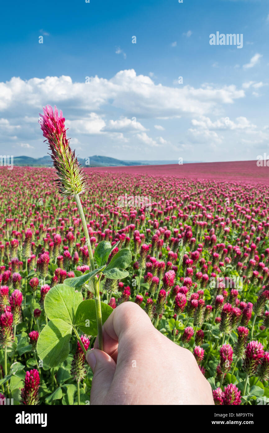 La main avec le trèfle incarnat close-up. Trifolium incarnatum. Beau trèfle rouge. Paysage de printemps avec la floraison les trèfles, collines et montagne ciel bleu. Banque D'Images