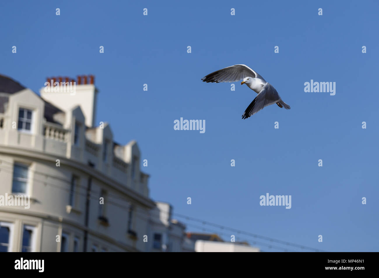 Une mouette en vol et en face d'un ciel bleu. Brighton, East Sussex, UK. Banque D'Images