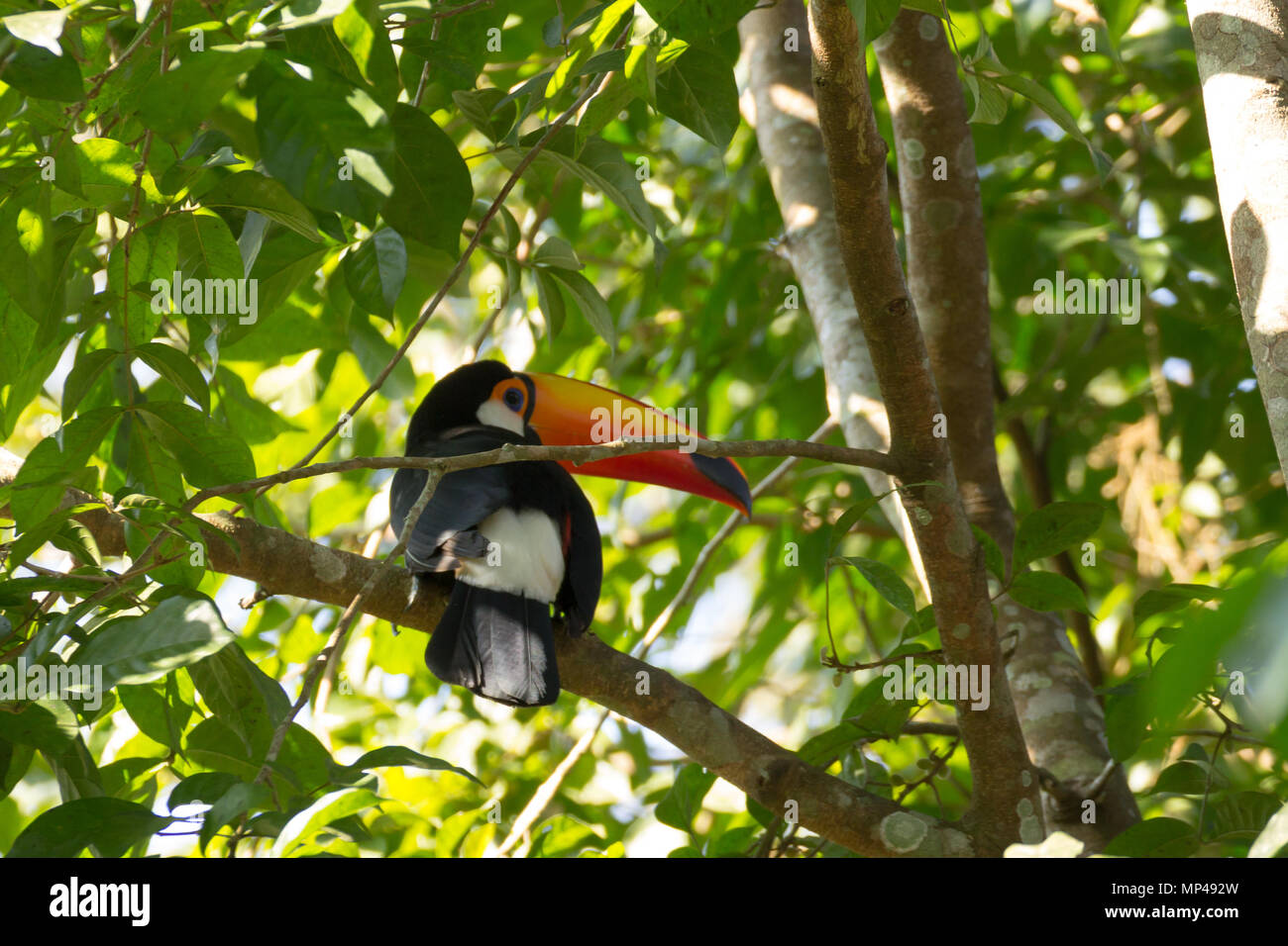 Toucan oiseau sur la nature dans la région de Foz do Iguazu, Brésil. La faune du Brésil Banque D'Images