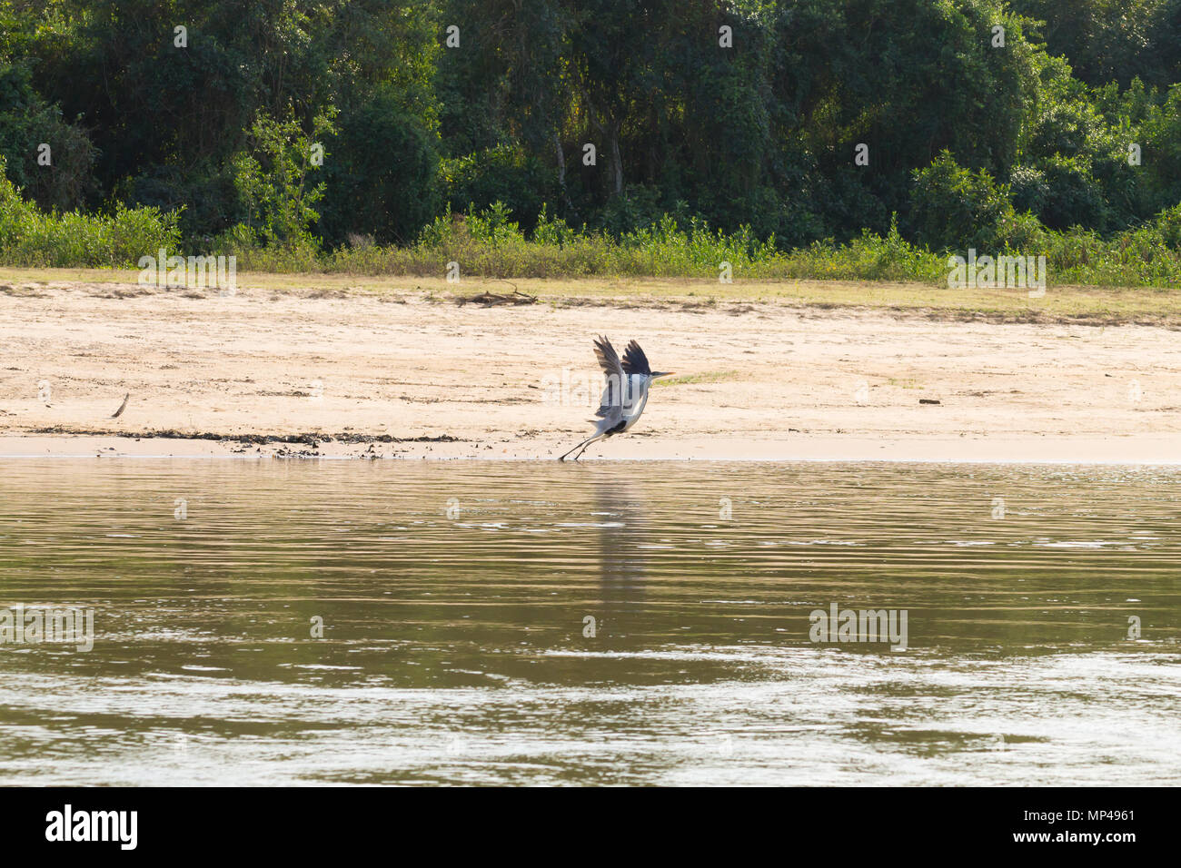 Un héron gris voler au-dessus de l'eau des milieux humides du Pantanal, au Brésil, de l'ornithologie. La faune du Brésil Banque D'Images