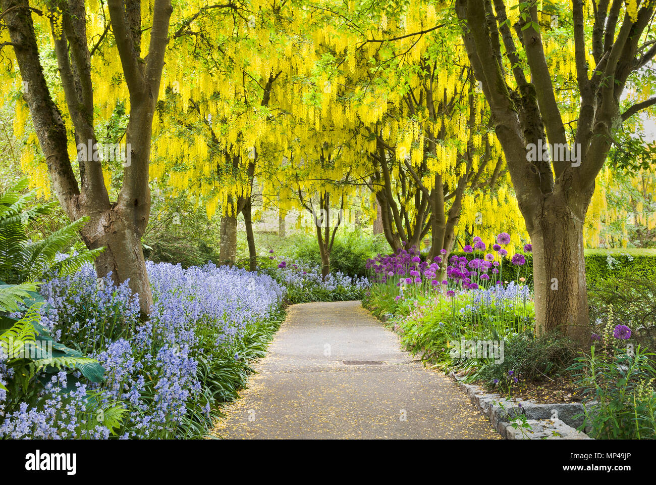 Floraison jaune arbres Laburnum, jacinthes et Allium purple blooms, marcher, Laburnum Vandusen Botanical Garden, Vancouver, British Columbia, Canada Banque D'Images