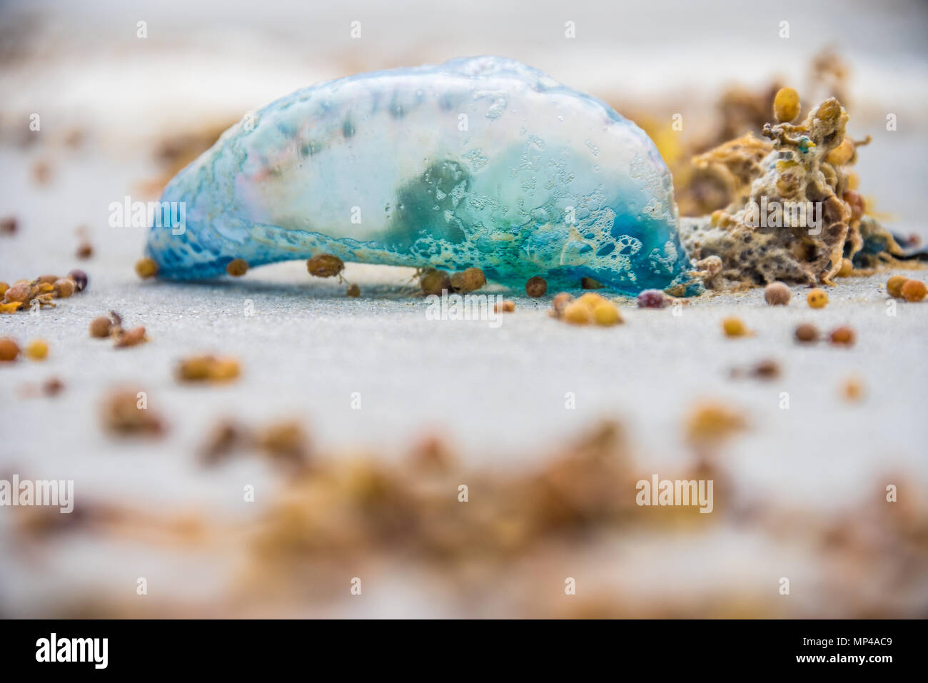 L'homme portugais o'war (Physalis physalis) sur la plage dans le nord-est de la Floride. (ÉTATS-UNIS) Banque D'Images