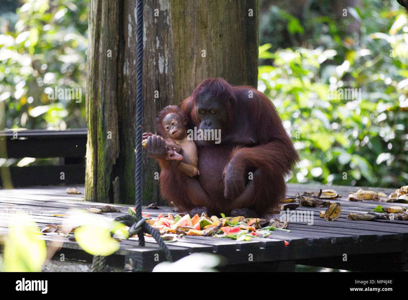 L'orang-outan au centre de réhabilitation des Orang-outans de Sepilok dans l'Etat malais de Sabah sur l'île de Bornéo. Banque D'Images