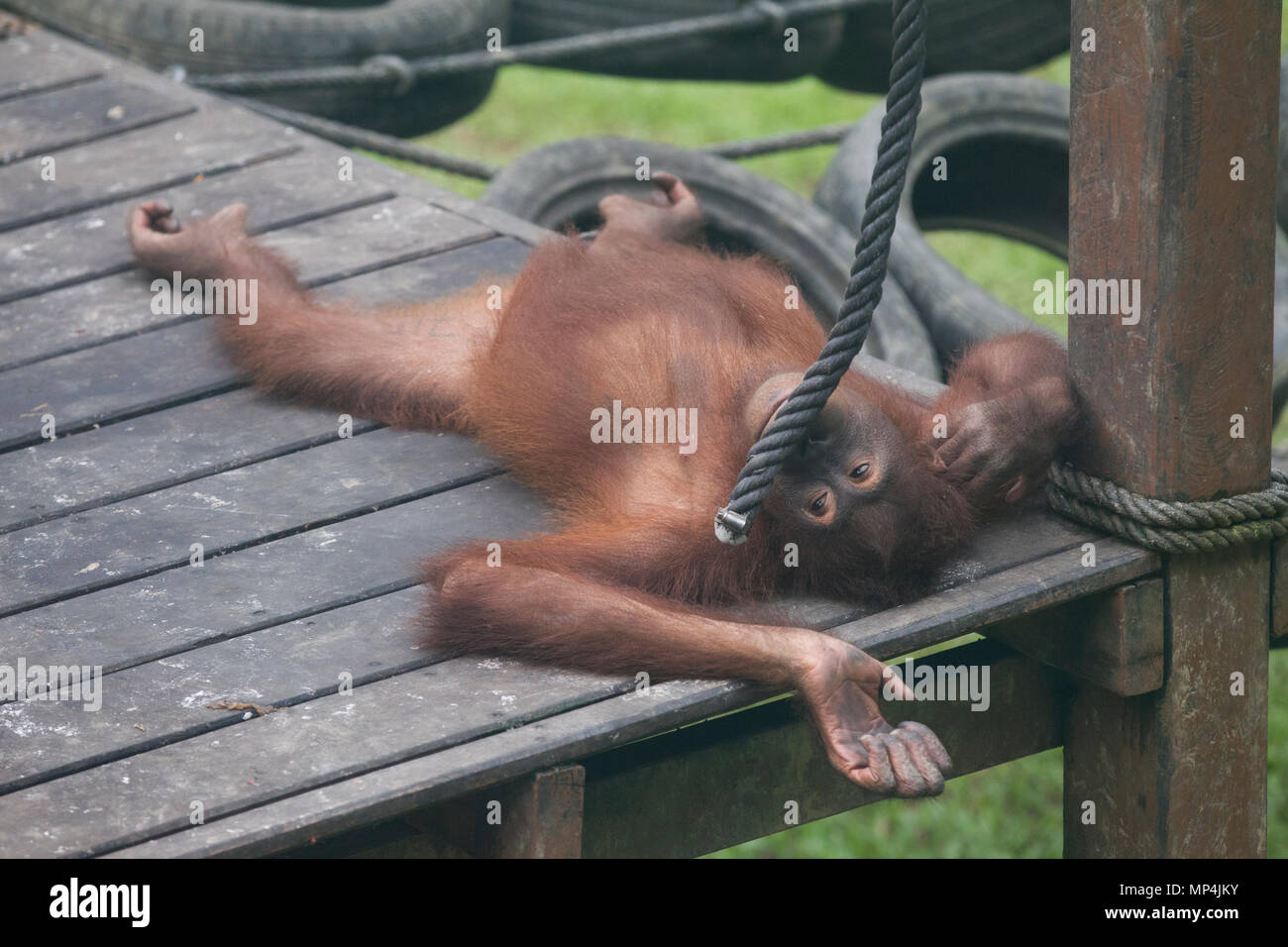 L'orang-outan au centre de réhabilitation des Orang-outans de Sepilok dans l'Etat malais de Sabah sur l'île de Bornéo. Banque D'Images