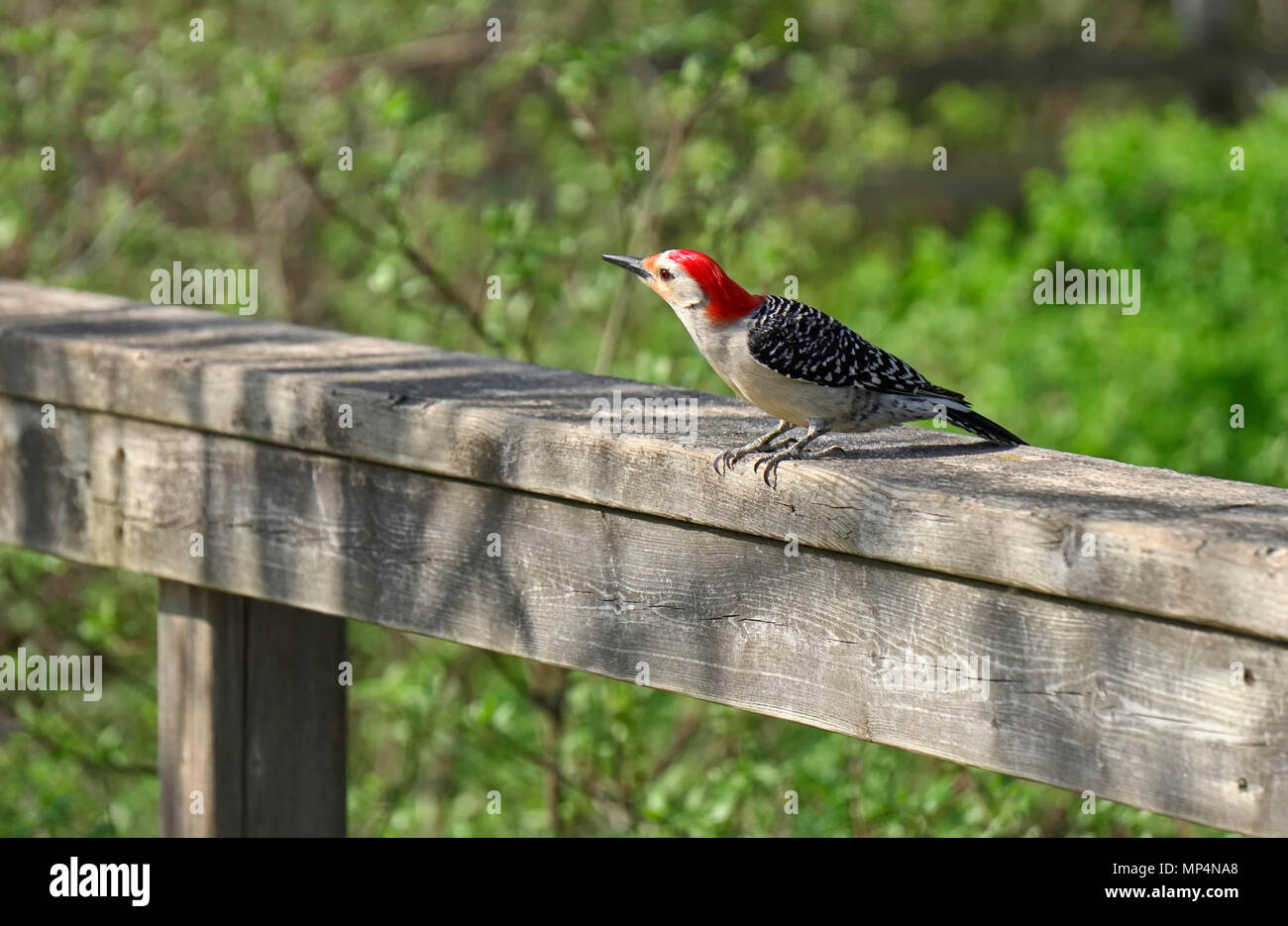 Pic à ventre rouge une femelle sur boardwalk dans Hendrie Valley Sanctuaire, Bontanical Royal Gardens, Burlington, Ontario, Canada Banque D'Images