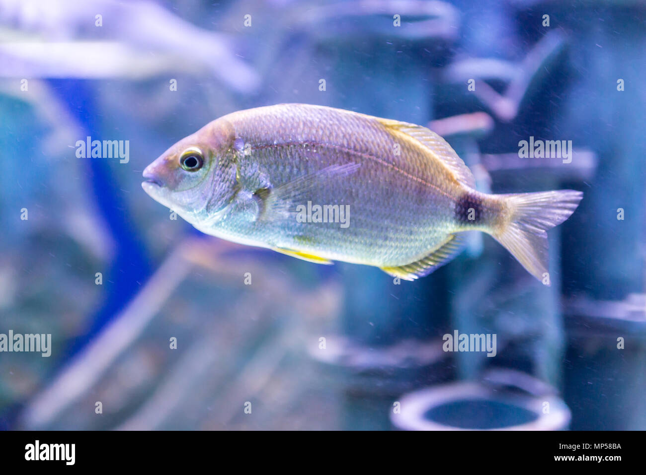 Colourfull aquarium poissons en réservoir d'eau, aquarium Banque D'Images