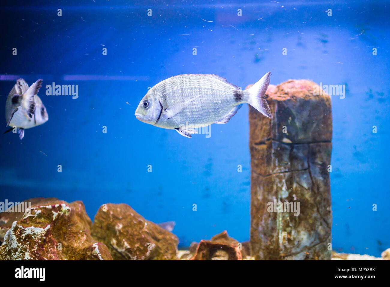 Colourfull aquarium poissons en réservoir d'eau, aquarium Banque D'Images