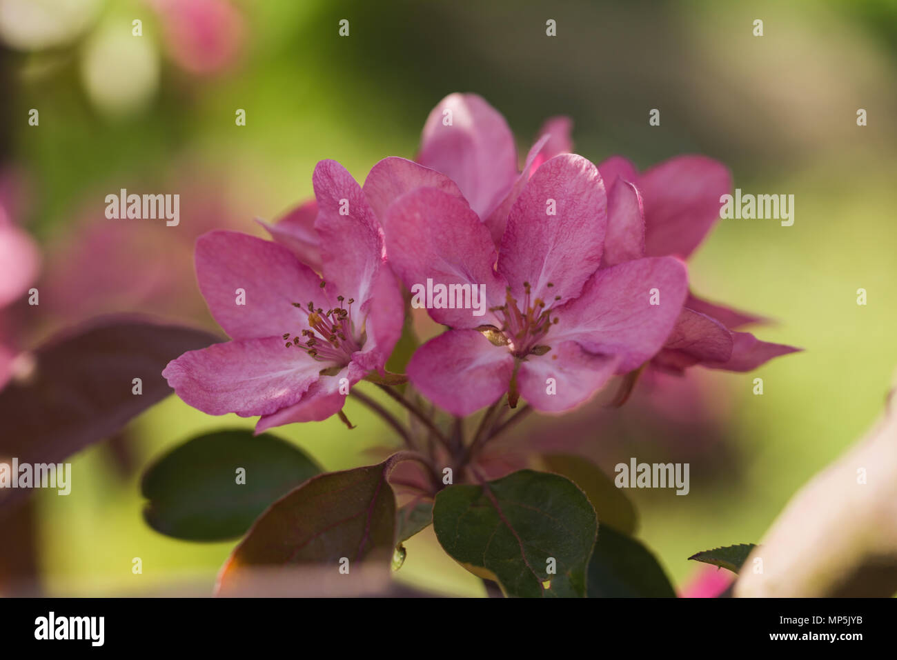 Fleurs violet vif sur Apple Tree on a sunny day Banque D'Images