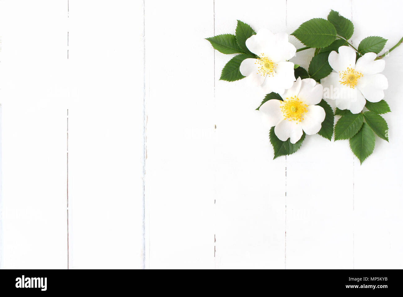 Stock photo style. Tableau floral féminin composition avec wild rose fleurs sur fond de bois blanc. L'espace vide. Vue d'en haut. Photo pour blog. Banque D'Images
