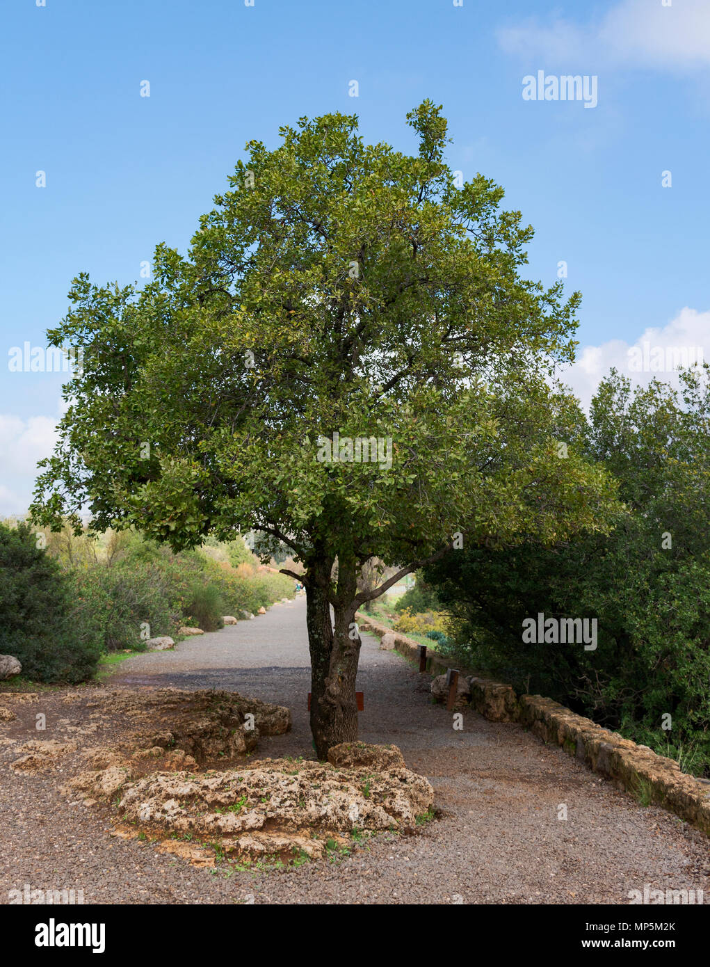 Le mont Thabor chêne arbre situé sur le sentier de Banyas tombe sur le plateau du Golan Banque D'Images