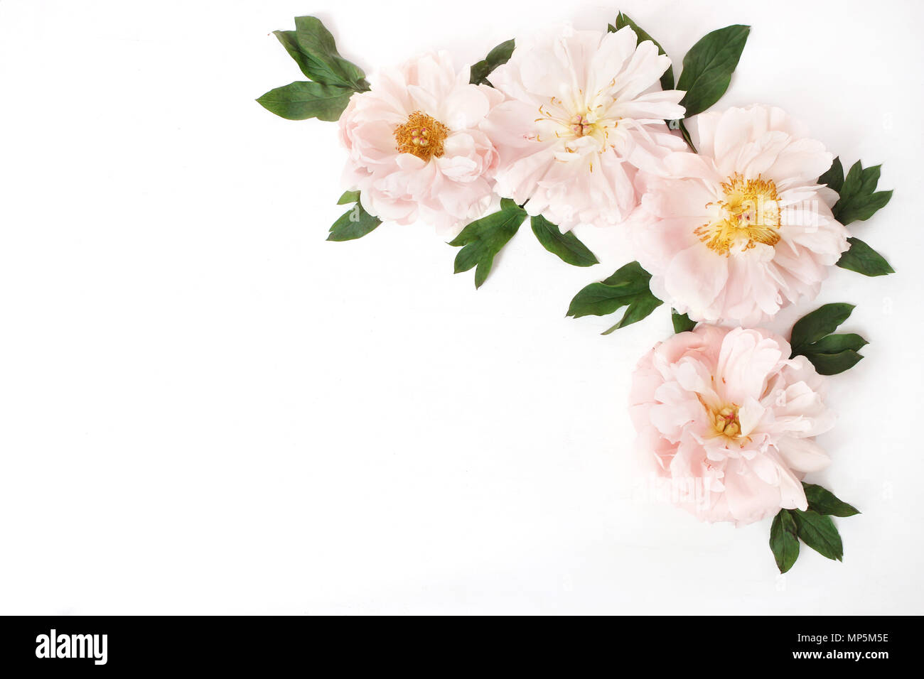 Stock photo style féminin avec fleurs et feuilles de pivoine rose isolé sur fond blanc. Mise à plat, vue du dessus. Motif floral, cornercomposition. Banque D'Images