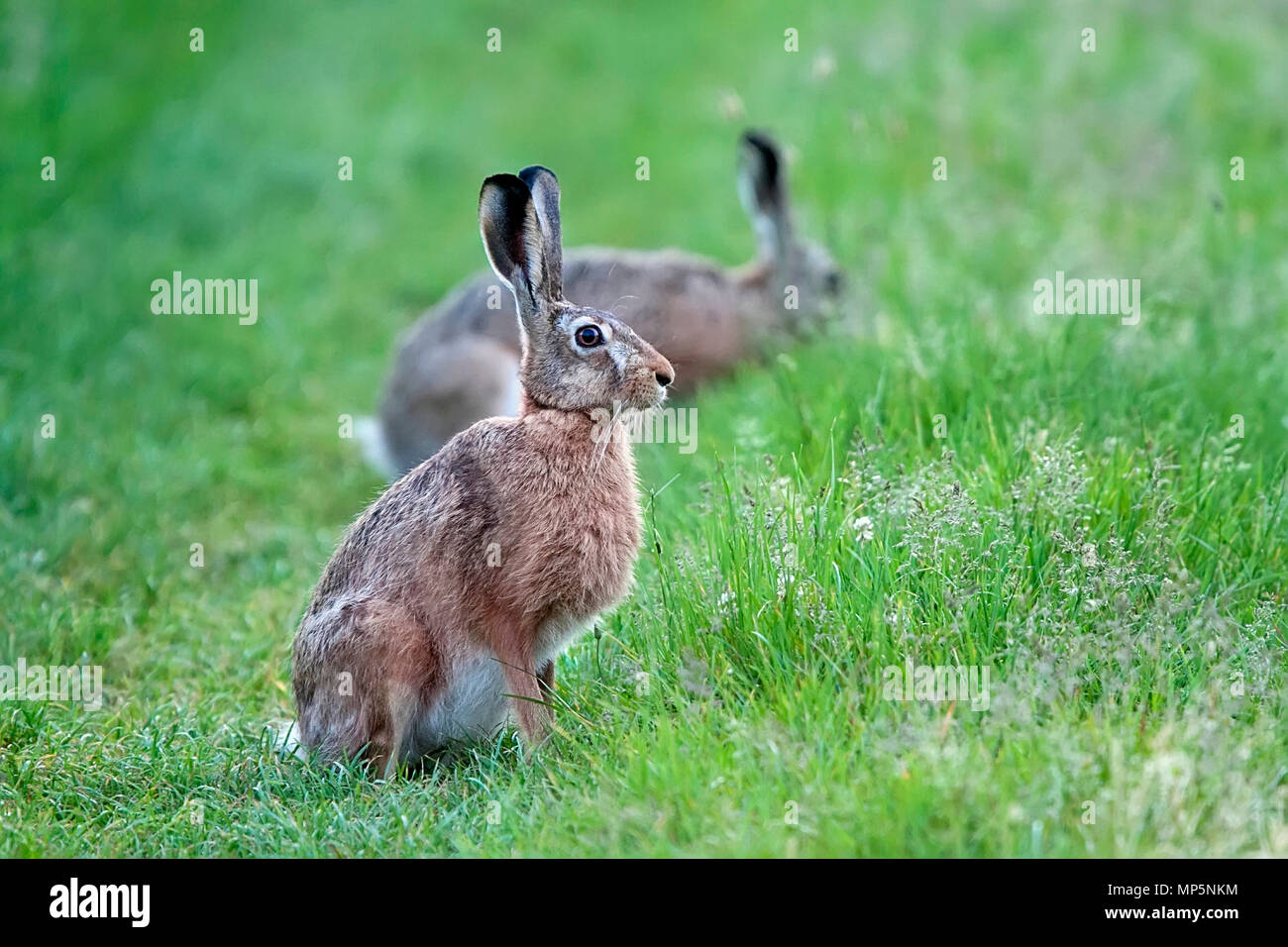 Hare dans une clairière Banque D'Images