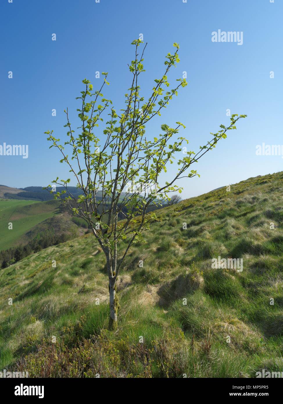 Une montagne de frêne ou Rowan Tree à la vue du Pain de Sucre sur un jour de printemps ensoleillé Banque D'Images