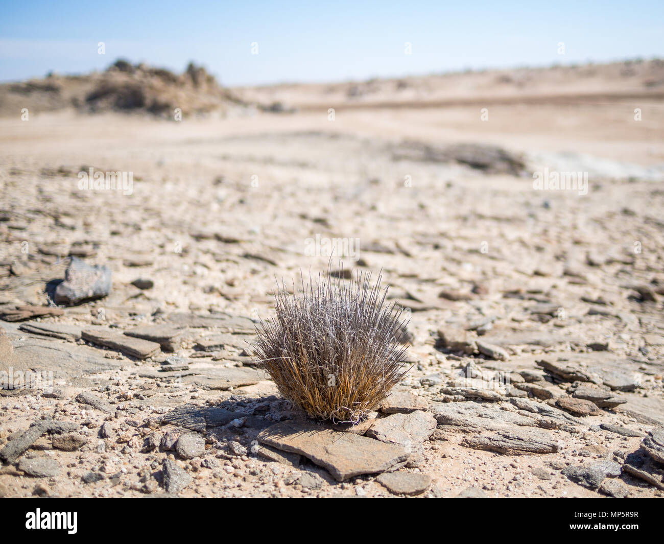 Désert unique adapté plante poussant dans le désert de Namib à Namib-Naukluft National Park, Namibie, Afrique Banque D'Images