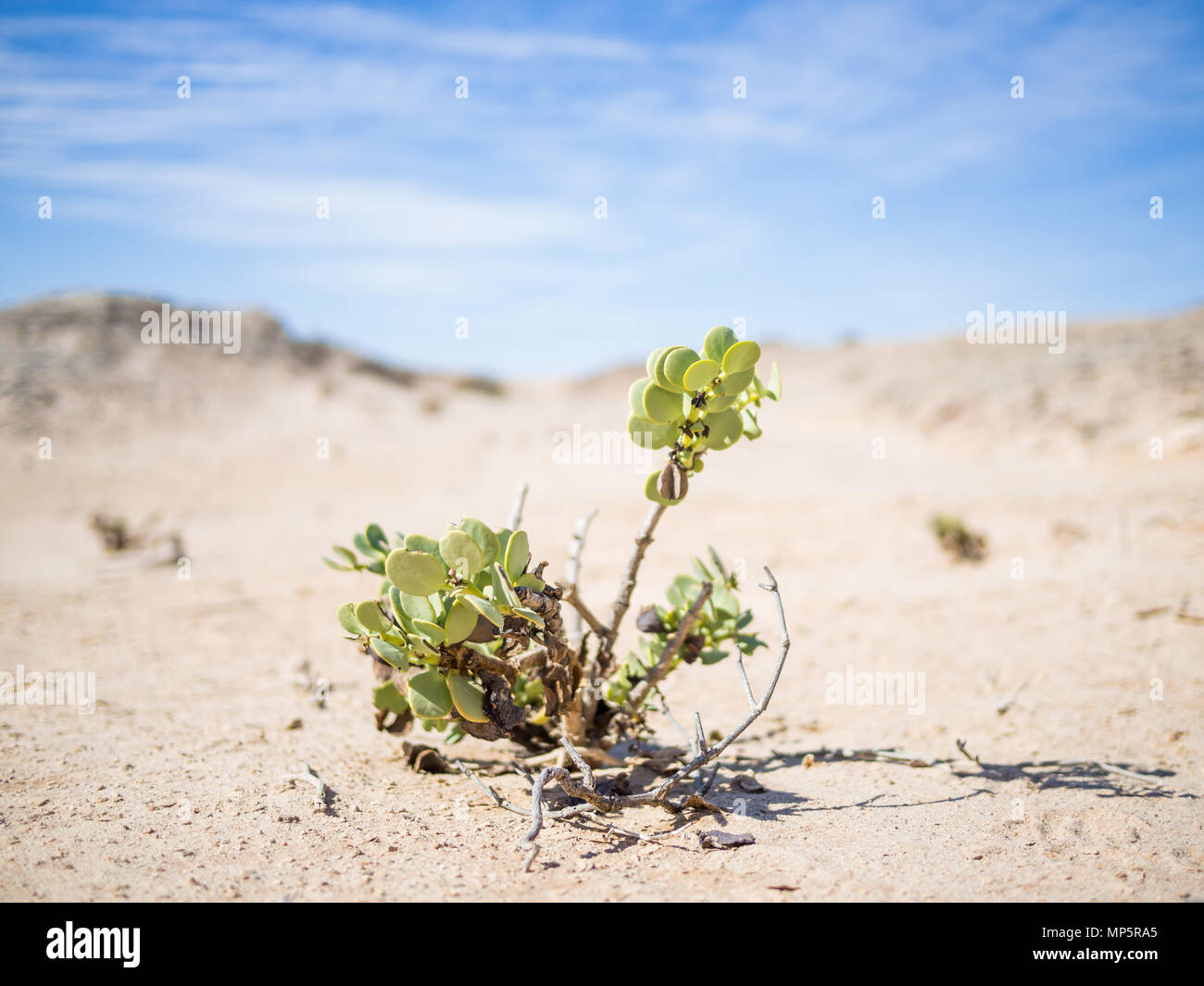 Désert unique adapté plante poussant dans le désert de Namib à Namib-Naukluft National Park, Namibie, Afrique Banque D'Images