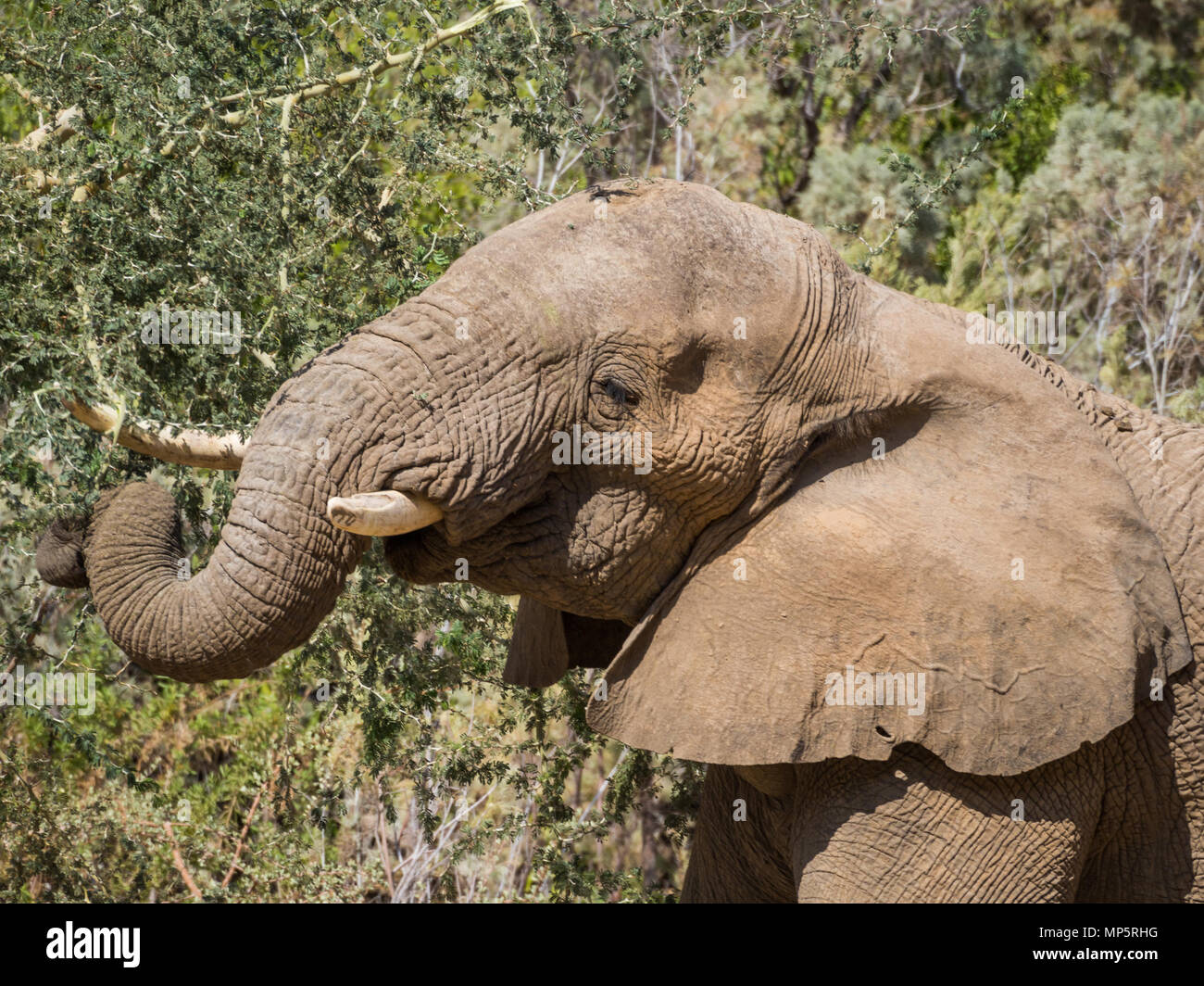 Portrait de l'homme éléphant du désert se nourrissant d'arbre dans la rivière Hoarusib bed, Namibie, Afrique du Sud Banque D'Images