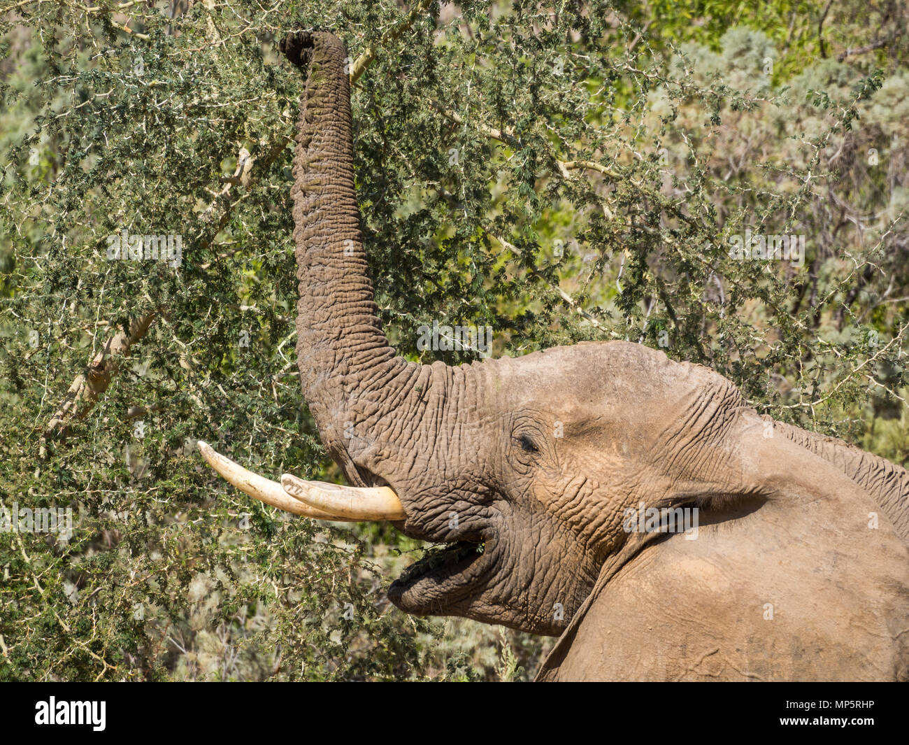 Portrait de l'homme éléphant du désert se nourrissant d'arbre dans la rivière Hoarusib bed, Namibie, Afrique du Sud Banque D'Images