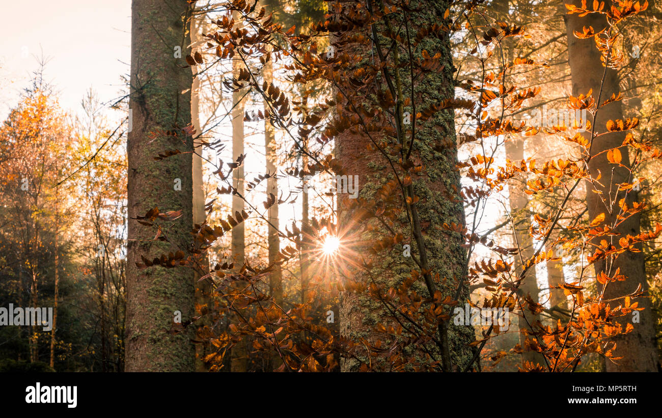 Lever du soleil et rayons de soleil éclatant à travers une forêt de pins dans le Parc National de Cairngorms, en Écosse, Royaume-Uni Banque D'Images
