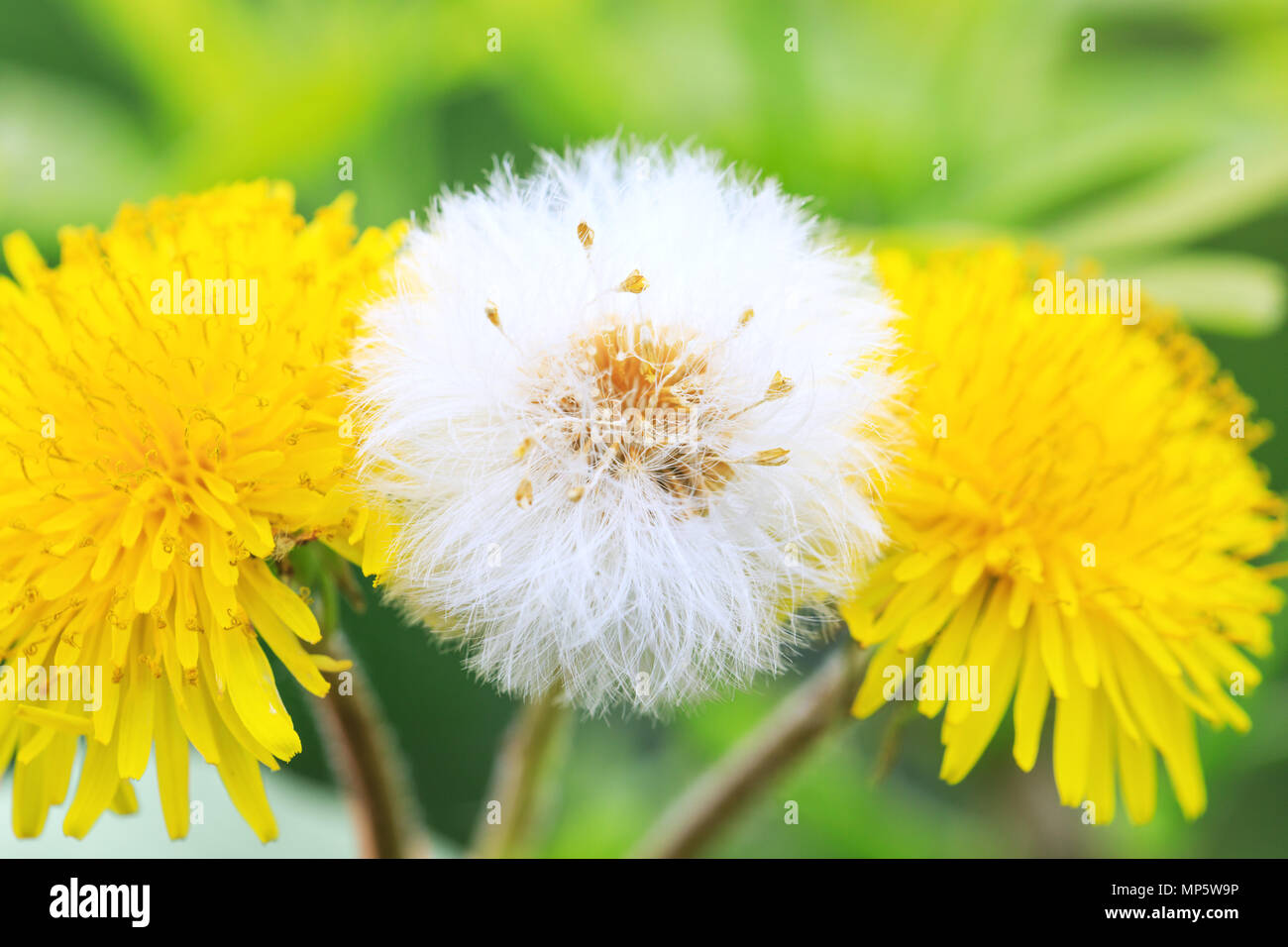 Un parachute de pissenlit ballon entre deux autres fleurs de pissenlit jaune. Beau fond pissenlit en blanc et couleurs jaunes composition florale. Banque D'Images