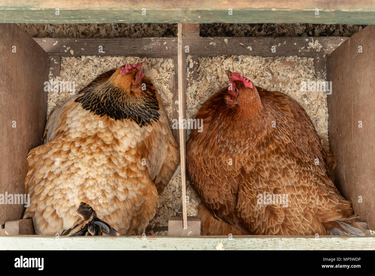Deux brunes free range hens assis sur des oeufs. Banque D'Images