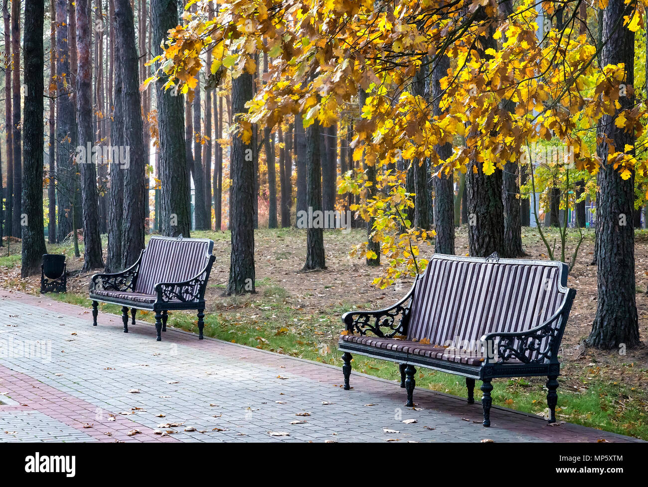 Paysage d'automne : allée dans le parc avec des bancs pour se reposer, sur le terrain et sur les branches des arbres feuilles jaunes. Banque D'Images