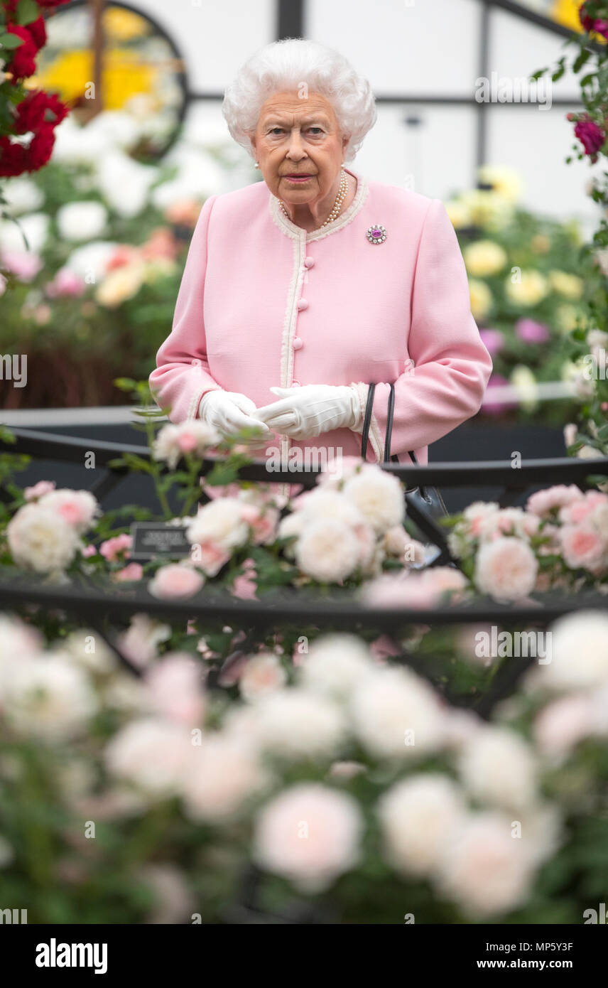 La reine Elizabeth II ressemble à un écran de roses sur le support d'écran roses Peter Beale durant sa visite à cette année, les RHS Chelsea Flower Show au Royal Hospital Chelsea, Londres. Banque D'Images