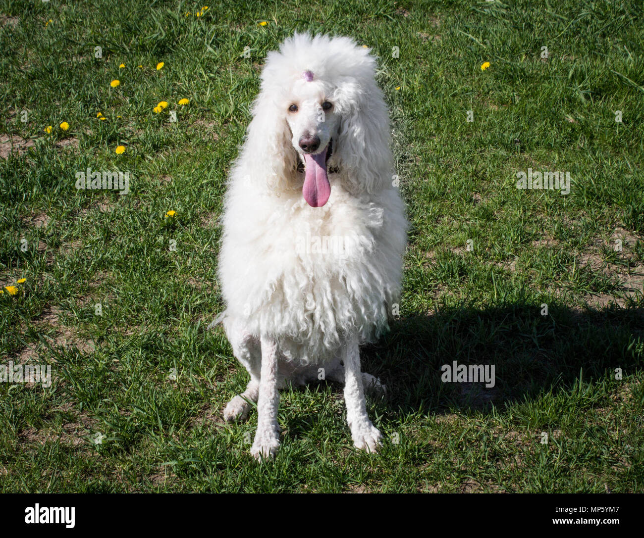 Chien caniche royal blanc couché sur l'herbe verte Banque D'Images