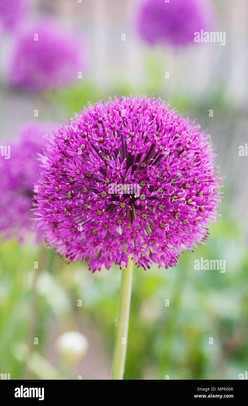 Allium hollandicum 'Purple Sensation' fleurs. Banque D'Images