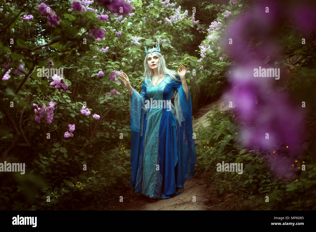 Belle femme elfe promenades dans une forêt féerique parmi les buissons de lilas. Banque D'Images