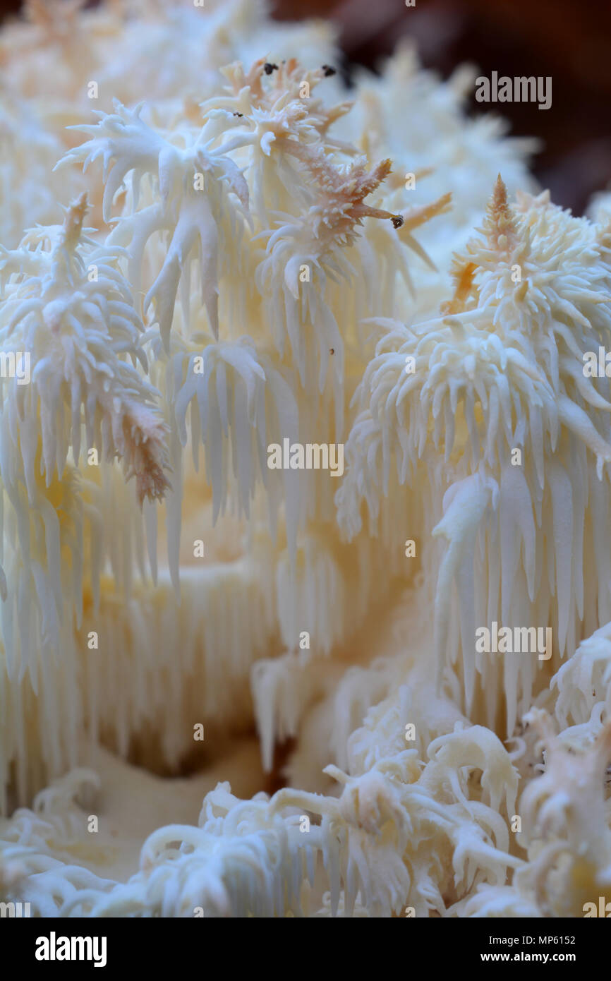 Hericium coralloides ou dent de corail champignon dans l'habitat naturel, un vieux journal pourri dans la forêt de montagne, vue en gros Banque D'Images