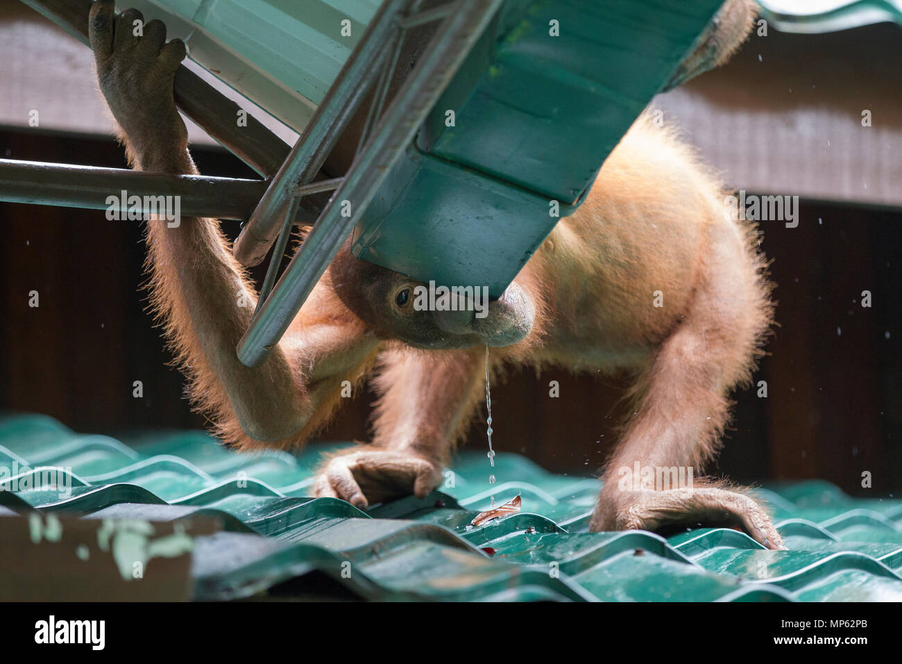 L'orang-outan au centre de réhabilitation des Orang-outans de Sepilok dans l'Etat malais de Sabah sur l'île de Bornéo. Banque D'Images