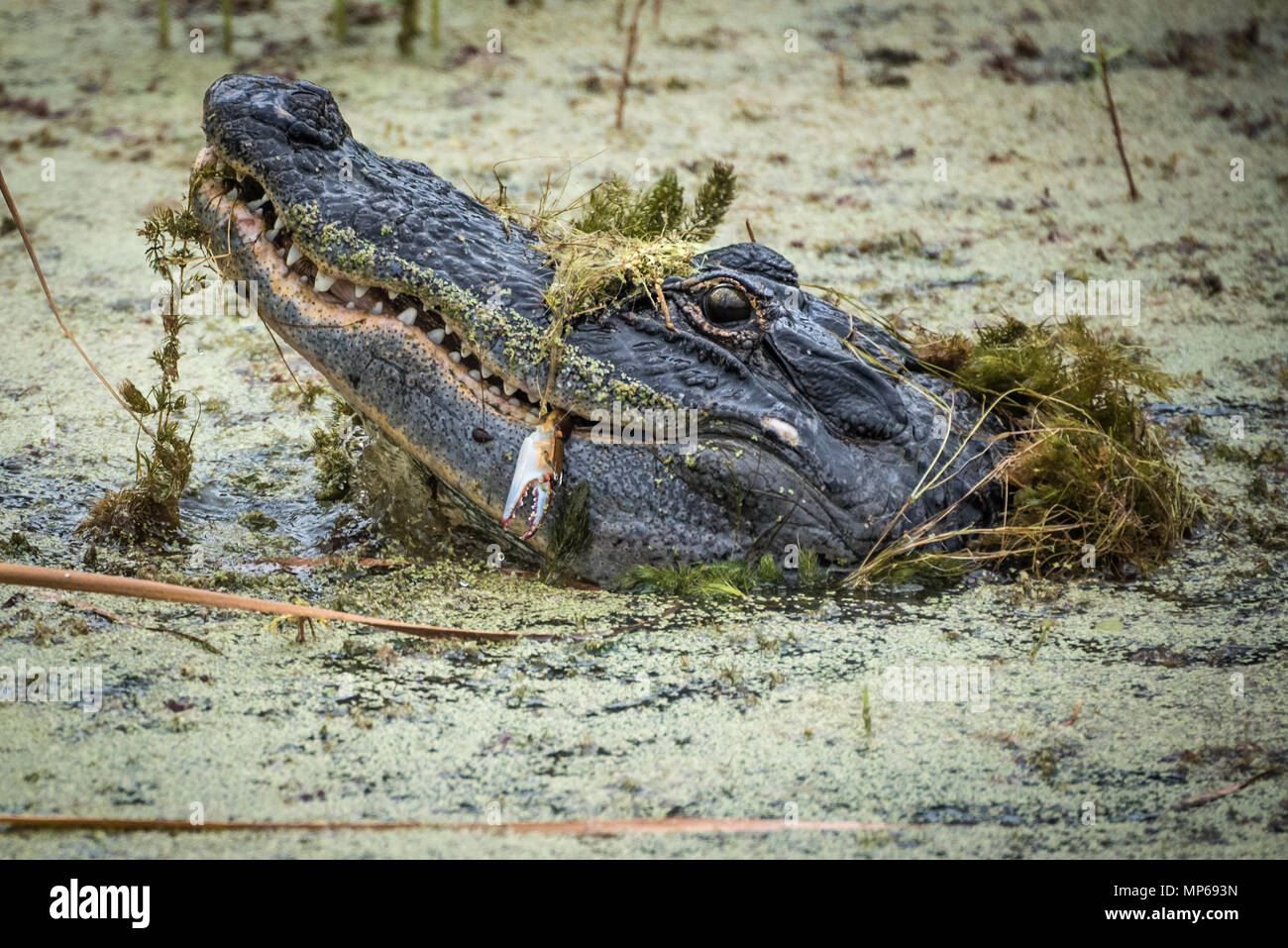 Alligator Floride lève la tête au-dessus de l'eau couvert d'algues de manger un crabe fraîchement pêché dans la rivière Guana à Ponte Vedra Beach le long de la Floride A1A. Banque D'Images