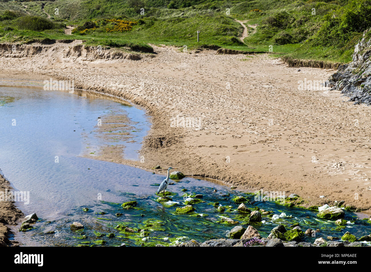 Haut de la vaste plage Havre près de Bosherston étangs de lys, sud et un héron Pembrokeshire - aussi. Banque D'Images