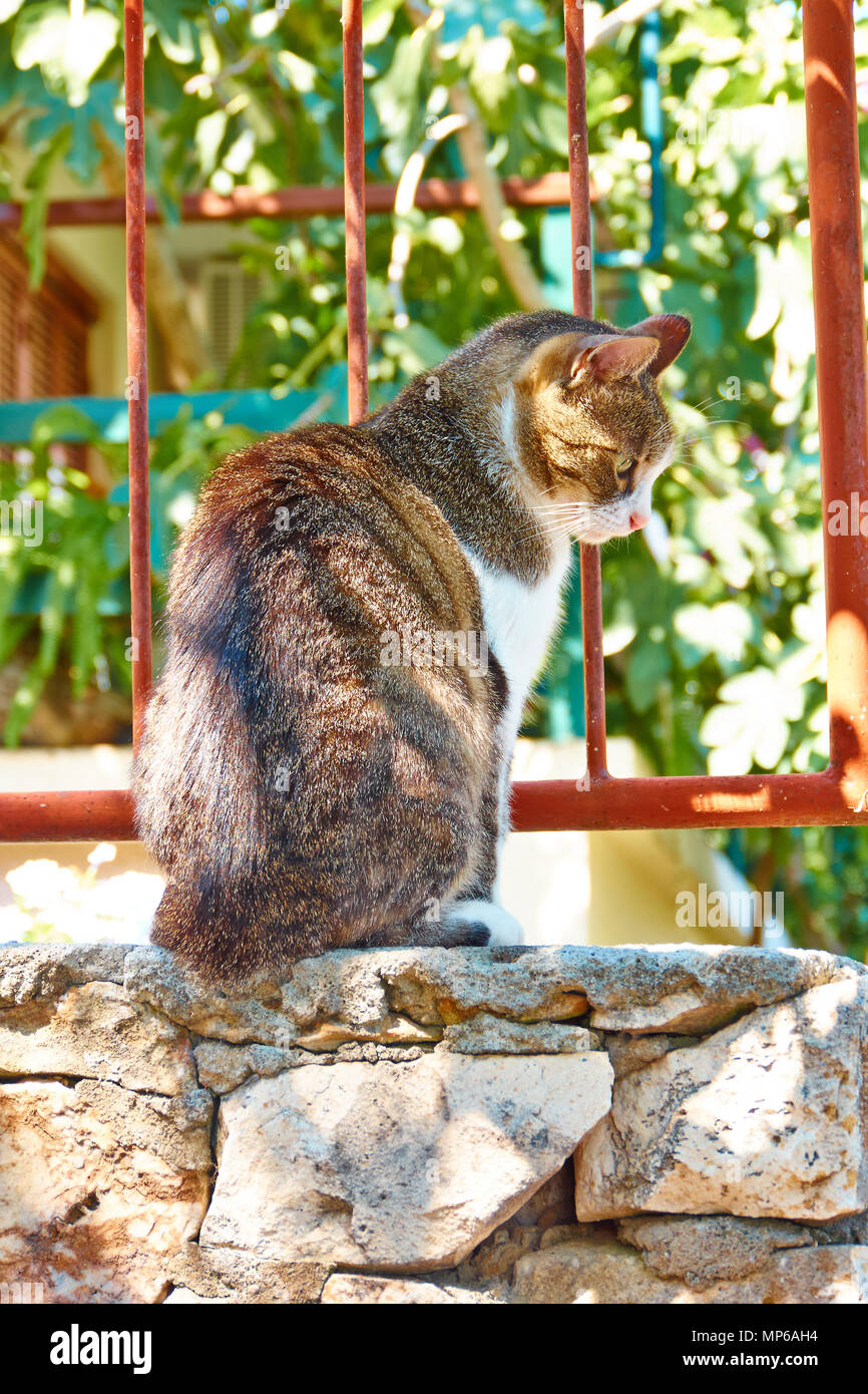 Profil d'un chat tigré dans un jardin ensoleillé assis sur des rochers. Full body shot. Profil. Banque D'Images