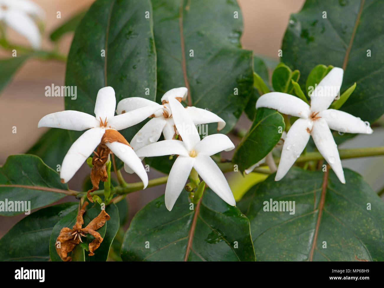 Cafe Marron : Ramosmania rodriguesii. Jardin botanique, Surrey, UK. Plante rare de l'Ile Maurice. Banque D'Images