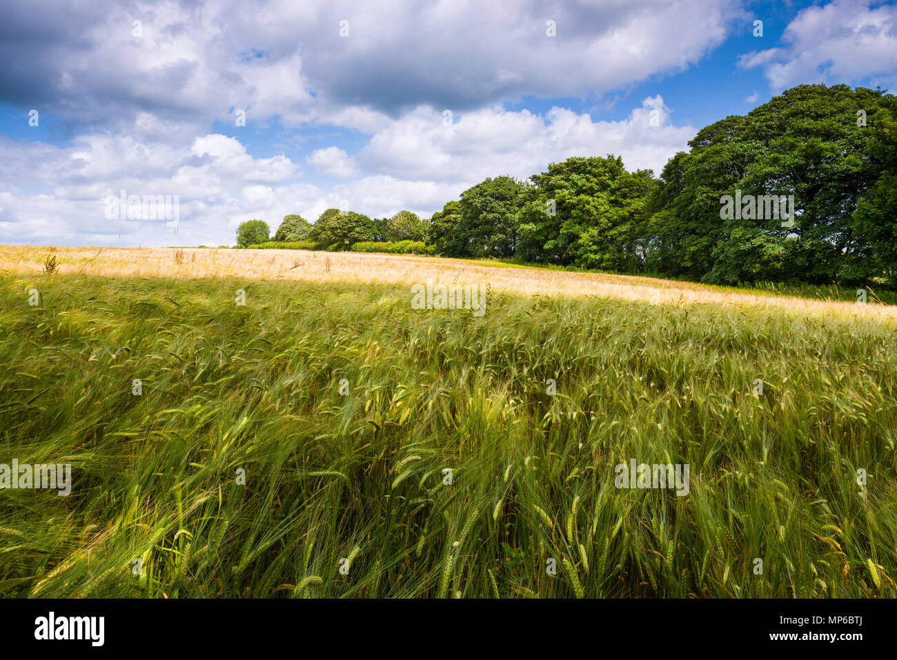 L'orge (Hordeum vulgare) poussant dans un champ sur les collines de Mendip près de Priddy, Somerset, Angleterre. Banque D'Images