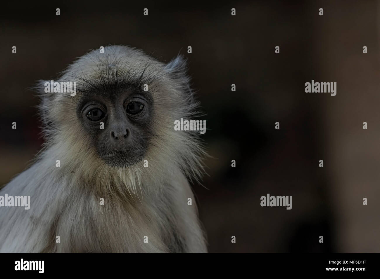 Langurs gris (Semnopithecus) ou de langurs Hanuman, la plus répandue de langurs du sous-continent indien. Banque D'Images