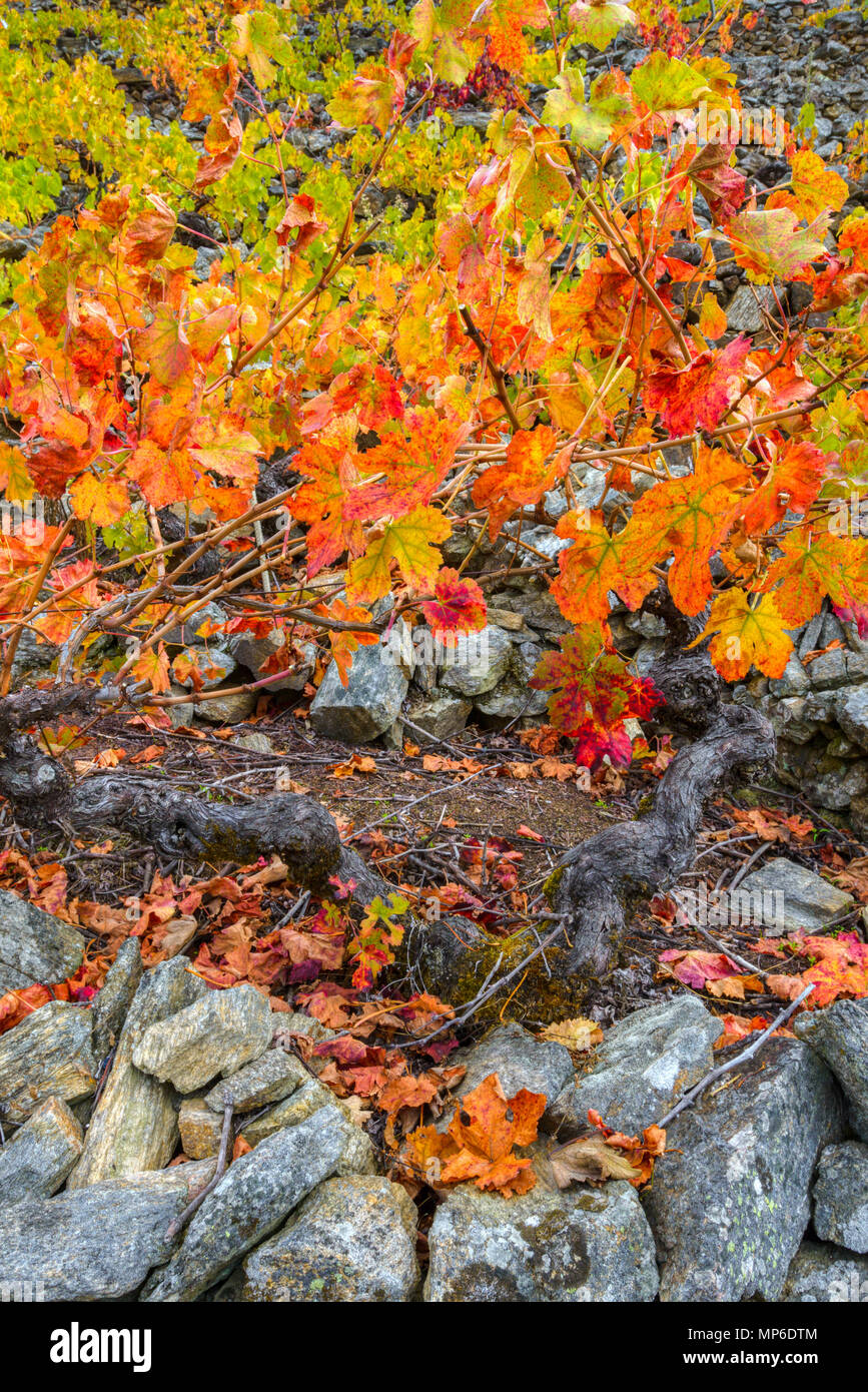 Colores otoñales en las Viñas, en la Ribeira Sacra de Sober Banque D'Images