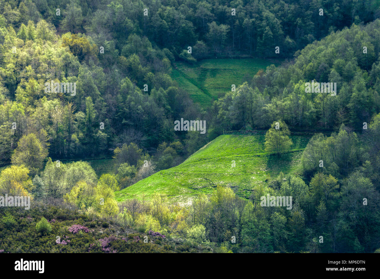 El verdor de los bosques y prados de Courel, entre samos y Triacastela Banque D'Images