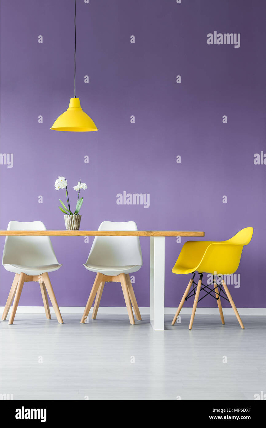 Sol blanc et violet salon mur intérieur avec contraste de couleur simple, chaises, table avec une plante dans un pot et une lampe jaune Banque D'Images