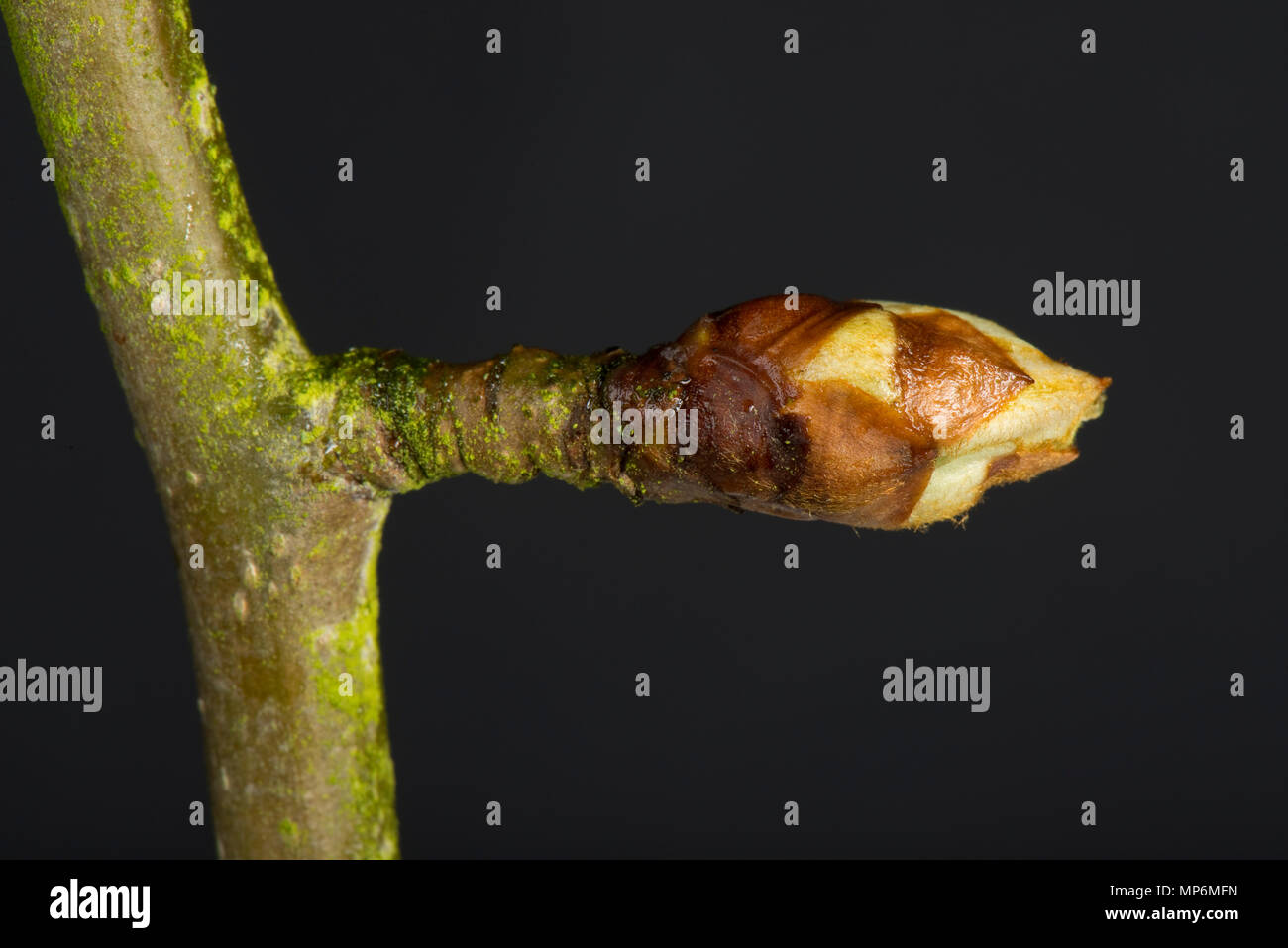 Les feuilles et les boutons floraux serrés sur une brindille de poire à la fin de l'hiver commençant à gonfler et à partir d'ouvrir au début du printemps Banque D'Images