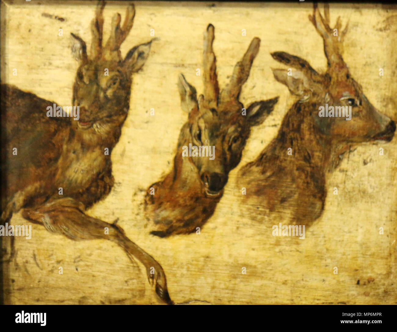695 Jan Brueghel (I) - tête de brocards Banque D'Images