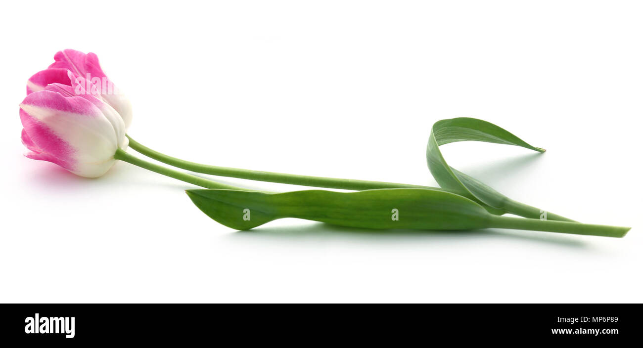 Gros plan du Fleur de tulipe sur fond blanc Banque D'Images