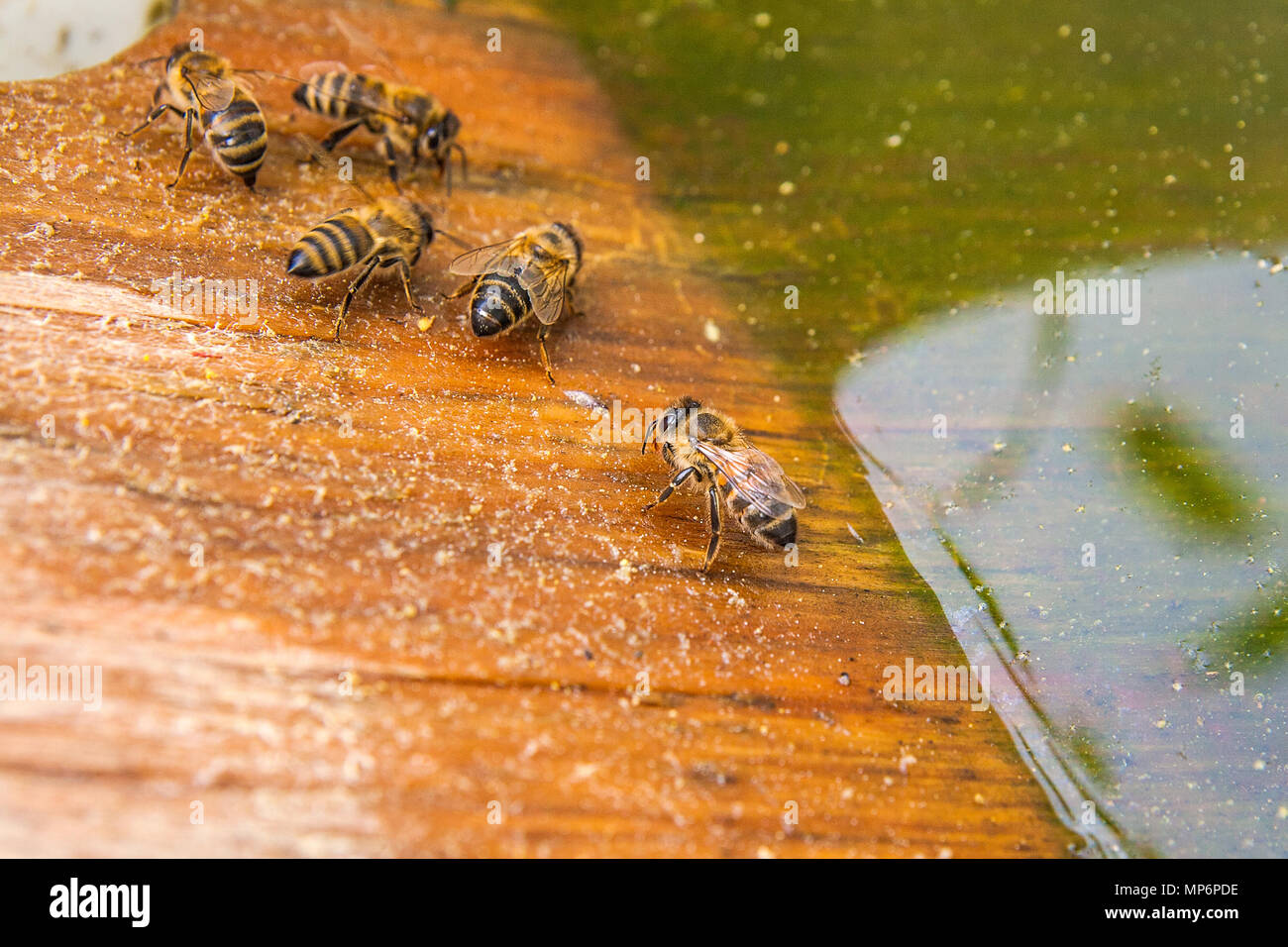 Les abeilles, vue rapprochée du groupe les abeilles. Close up abeilles — free download
