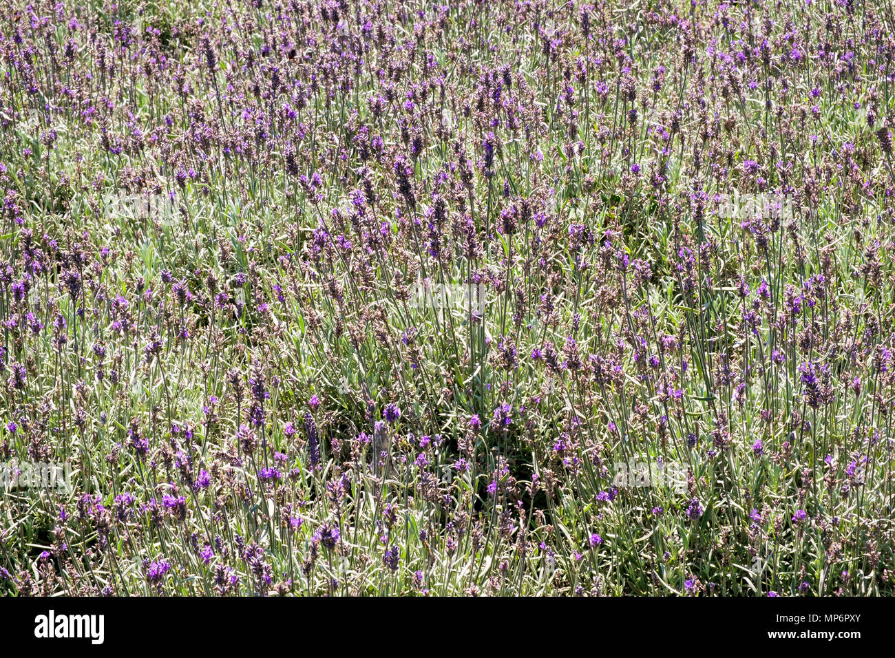 Lavande l'été dans un jardin d'arrière-plan de plein parterre Banque D'Images