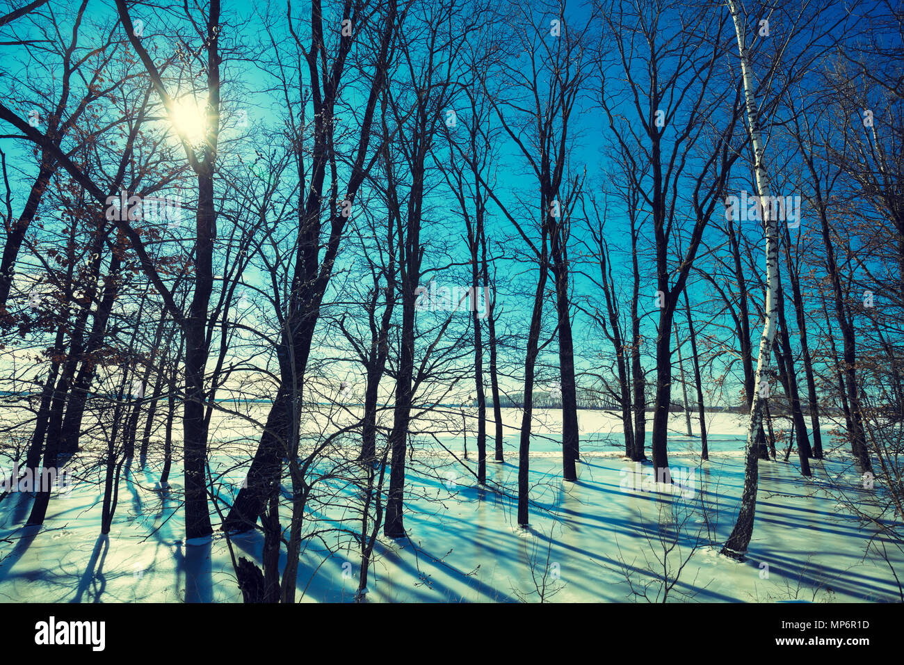 Bordure de forêt en hiver. Forêt de plaine. Les arbres dans l'eau gelée au coucher du soleil Banque D'Images